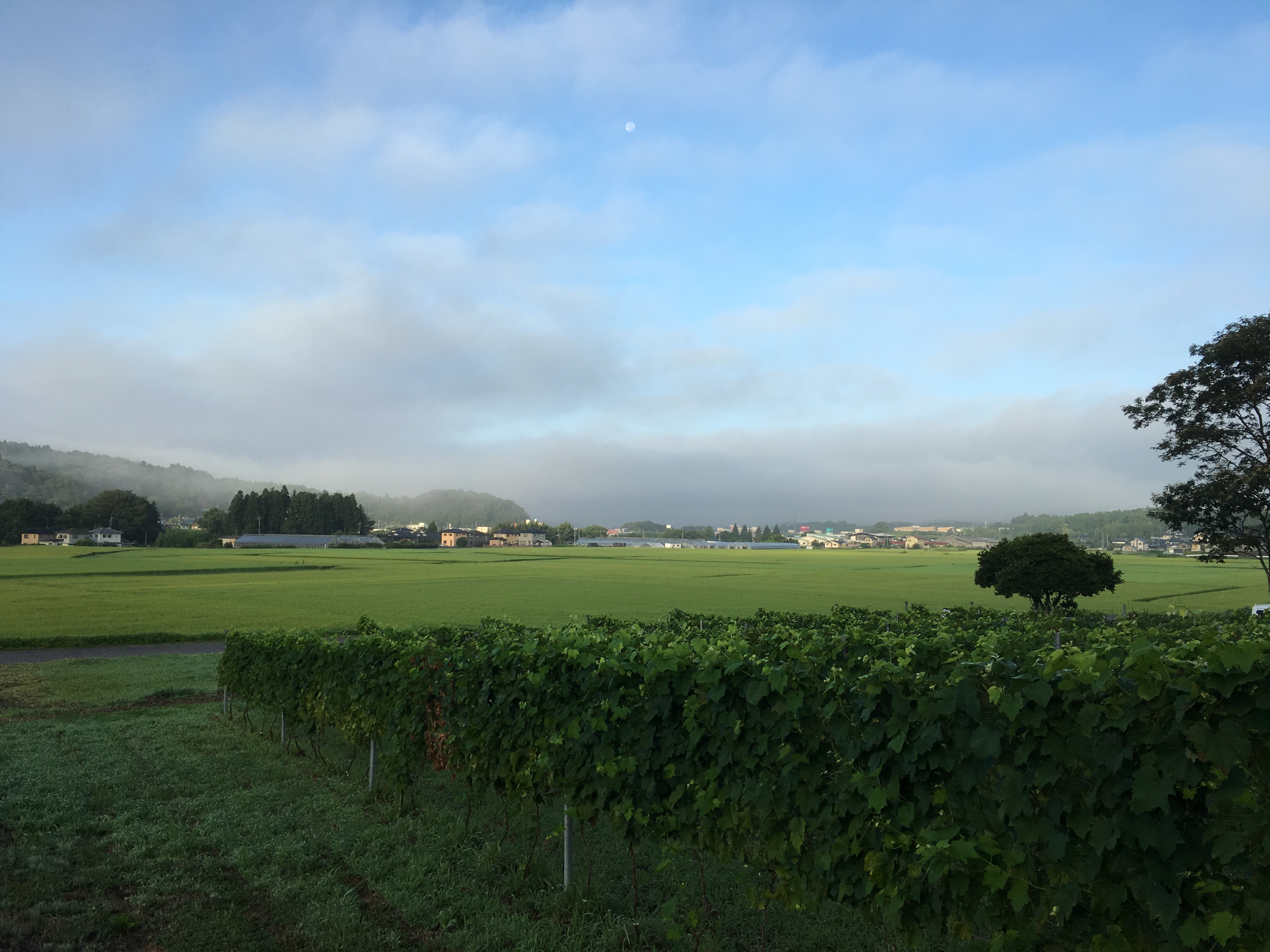 笠間ワインの丘のぶどう畑